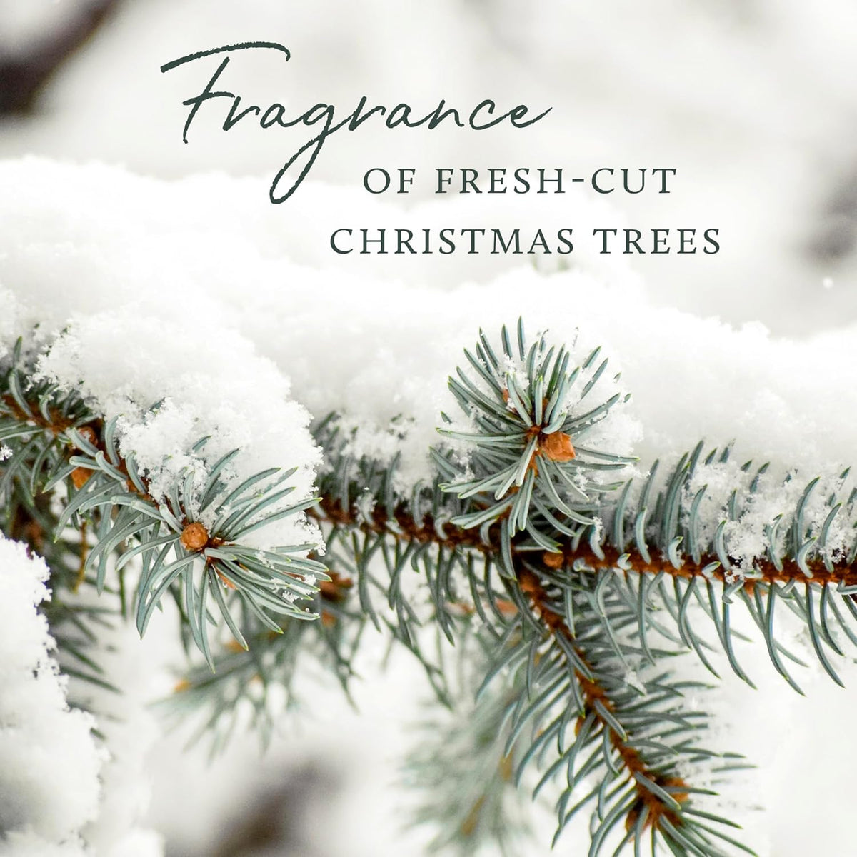 Pine Needle Gold Scented Candle (13 oz) Q6024