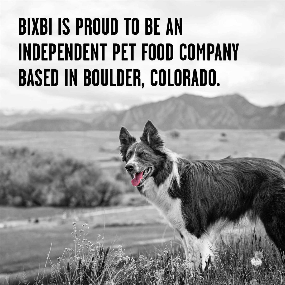 Chicken Recipe Dry Dog Food J286515