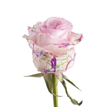 Painted Confetti Roses 50 cm - 50 Stems A9899