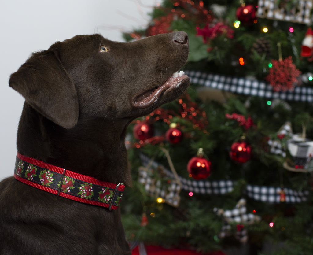 Black Candy Cane Martingale Dog Collar, 1 1/2 inch, Large V32138