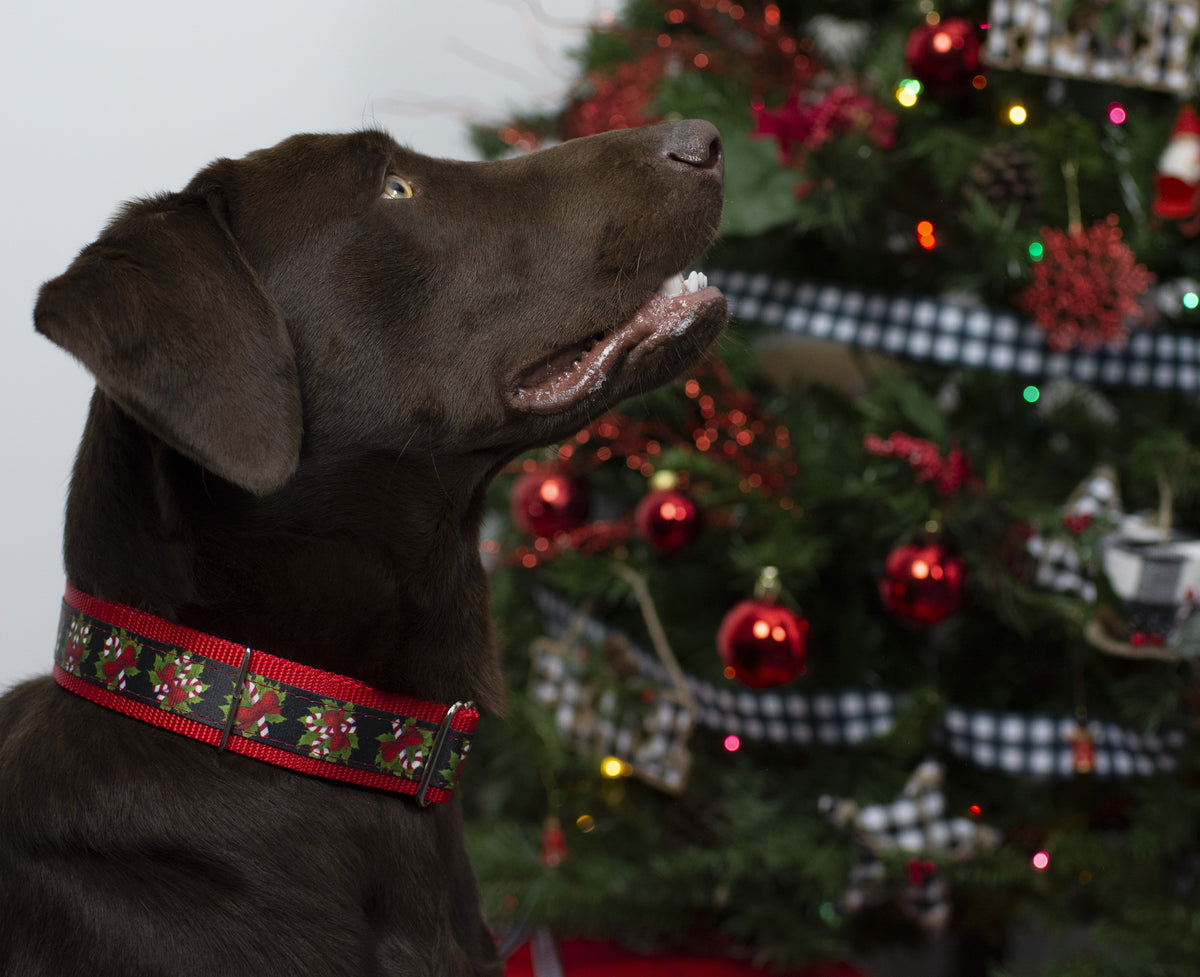 Black Candy Cane Martingale Dog Collar, 1 1/2 inch, Large V32138