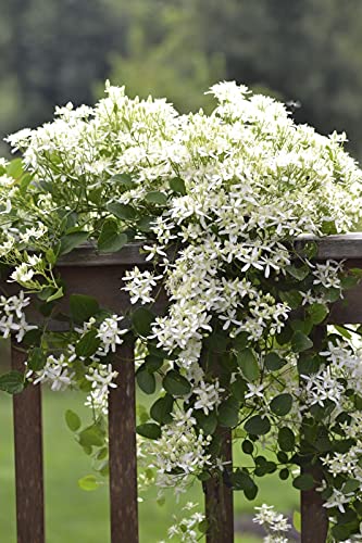 4 Inch Live Clematis Sweet Autumn Plant O498