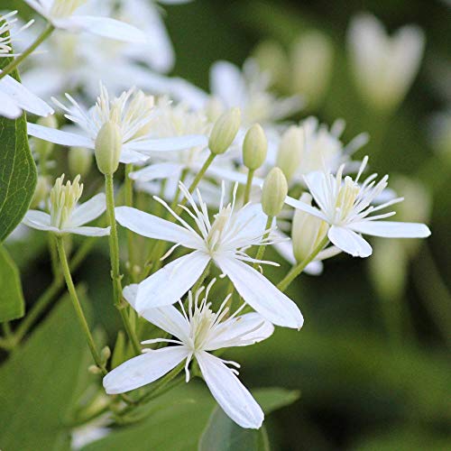 4 Inch Live Clematis Sweet Autumn Plant O498