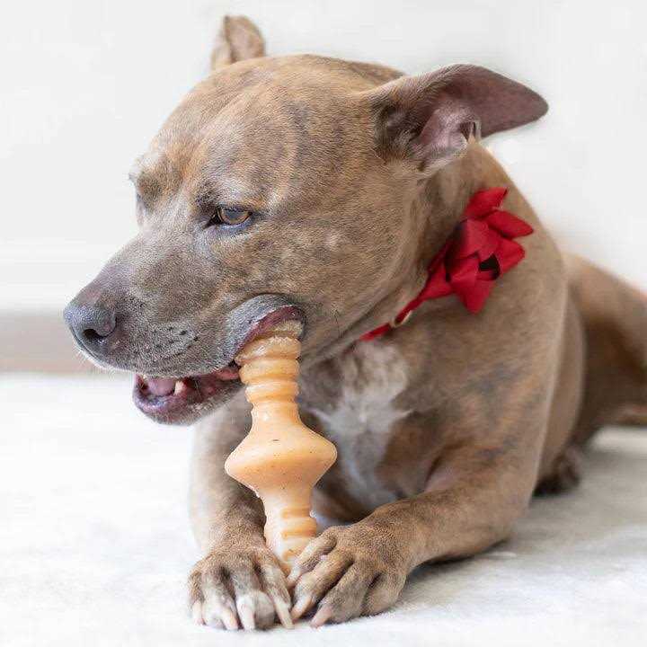 Chicken Dog Chew Toy L9980