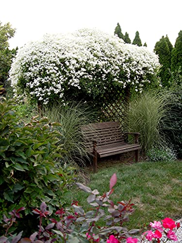 4 Inch Live Clematis Sweet Autumn Plant O498