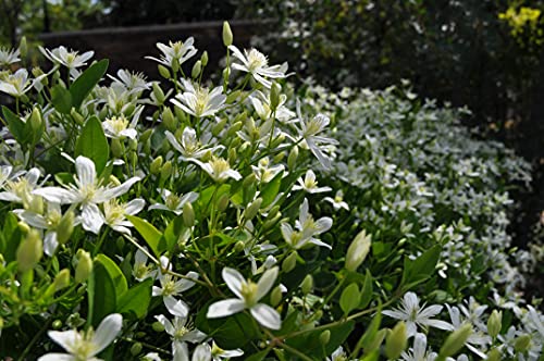 4 Inch Live Clematis Sweet Autumn Plant O498