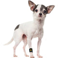 Dog Front Leg Brace Paw Compression Wraps Y73533