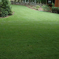 5 lb. Hybrid Bluegrass Lawn Grass Seed P79897
