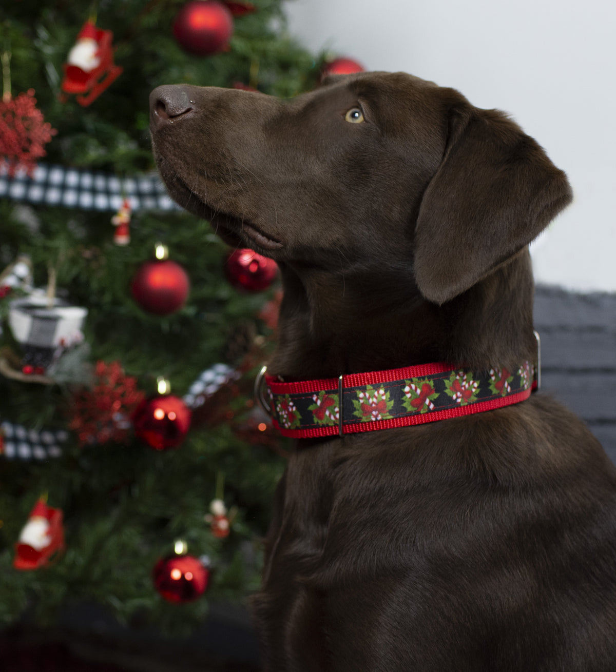 Black Candy Cane Martingale Dog Collar, 1 1/2 inch, Large V32138