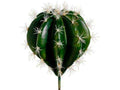 Green 6 Pieces Cactus Pick Z7761