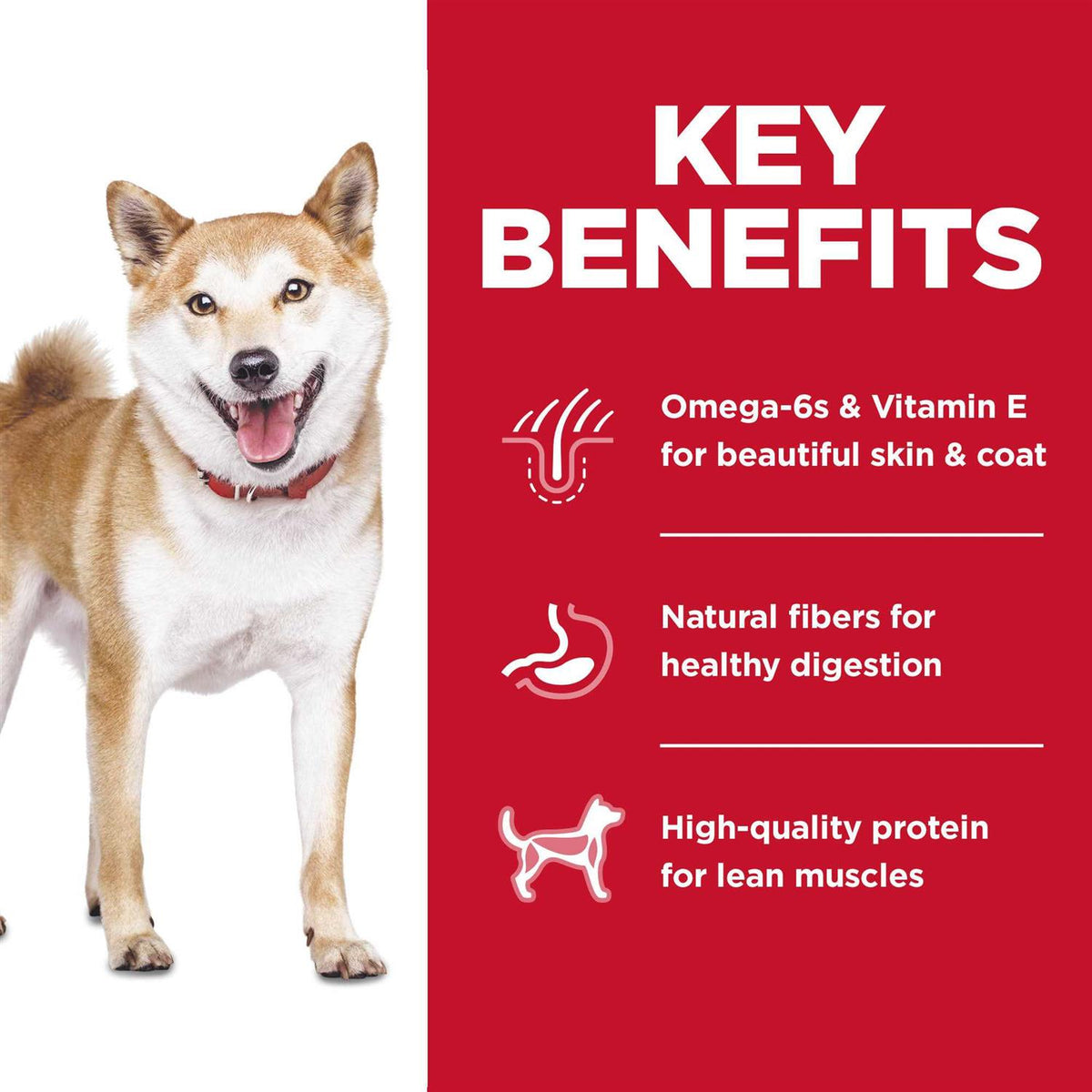 Chicken Dry Dog Food S4428