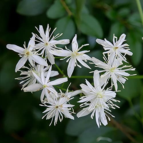 4 Inch Live Clematis Sweet Autumn Plant O498