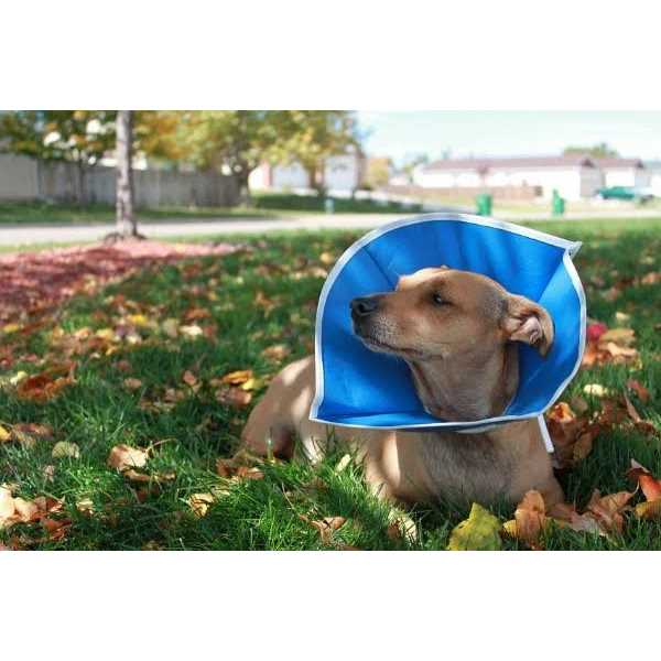 Recovery Collar D959886
